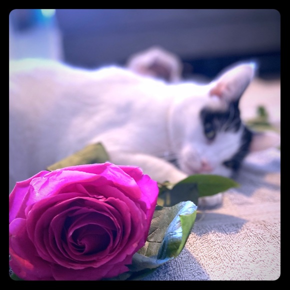 Meet your Posher, Brittney - Picture 1 of 1